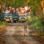 Kathmandu/Pokhara: 3 Day Chitwan Jungle Safari Tour - Final Thoughts on Value and Experience