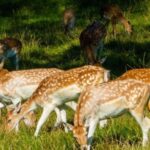 Kathmandu/Pokhara: Wildlife, Culture and Jungle Safari Tour - What’s Included and Whats Not