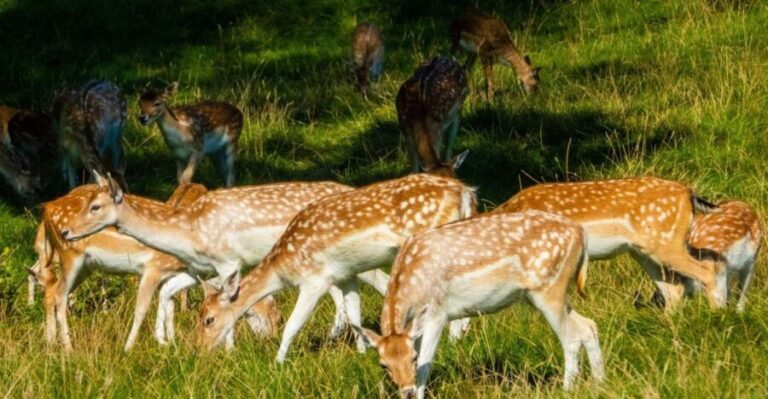 Kathmandu/Pokhara: Wildlife, Culture and Jungle Safari Tour - What’s Included and Whats Not