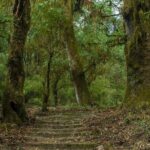 Kathmandu Shivapuri National Park and Nagarkot Hiking - 3 Days - The Sum Up