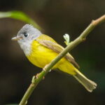 Kathmandu Valley: Bird Watching Tour with Guide - Practical Tips for a Great Bird Watching Day