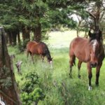 Kauai Cruise Ship Shore Excursion Journey to Waimea Canyon - The Detailed Itinerary: What You’ll Actually Experience