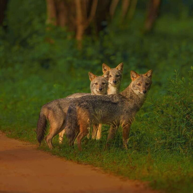 Kaudulla National Park: Elephant Safari Jeep Tour - Who Should Consider This Tour?