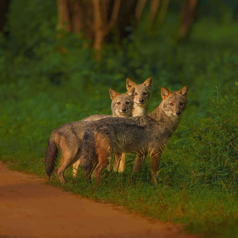 Kaudulla National Park: Elephant Safari Jeep Tour - Who Should Consider This Tour?