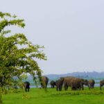 Kaudulla National Park Half Day Sri Lanka Jeep Safari - Detailed Review: What to Expect from the Kaudulla National Park Safari