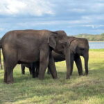 Kaudulla National Park Halfday Jeep Safari with Hotel Pickup - The Final Verdict