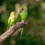 Kaudulla National Park Private Elephant Safari - Who Should Consider This Tour?