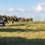 Kaudulla National Park Private Safari - Final Thoughts: Is It Worth It?