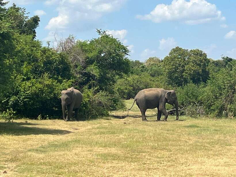 Kaudulla National Park: Private Safari - An In-Depth Look at the Kaudulla Private Safari Experience