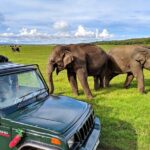Kaudulla National Park Safari | Jeep with Tickets - A Deep Dive into the Kaudulla National Park Safari Experience