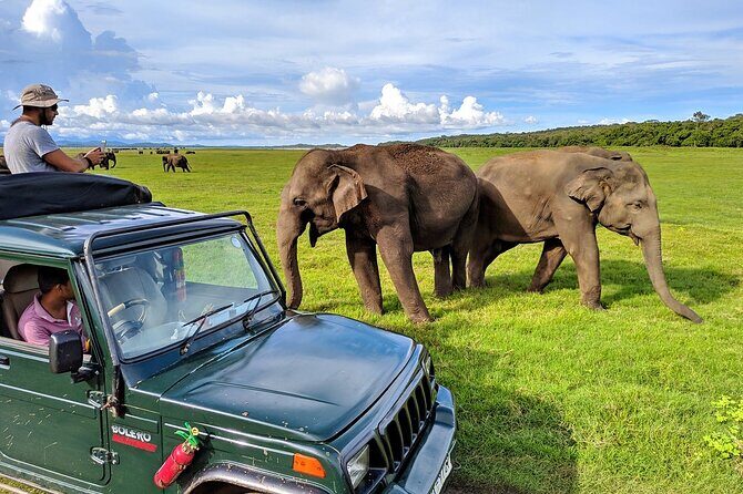 Kaudulla National Park Safari | Jeep with Tickets - A Deep Dive into the Kaudulla National Park Safari Experience