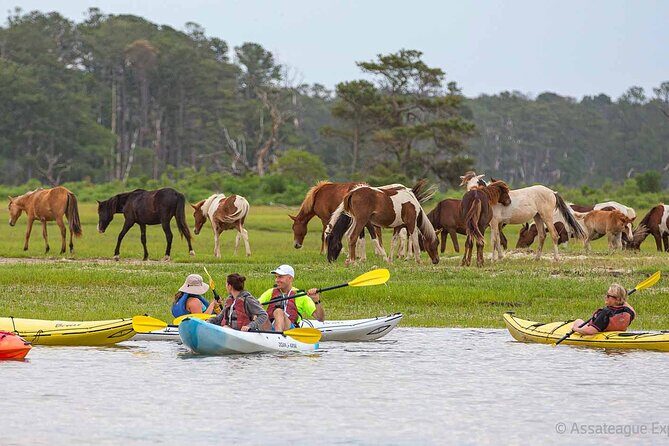 Kayak Tour along Assateague & Chincoteague Island, Virginia - A Deep Dive into the Kayak Tour Experience