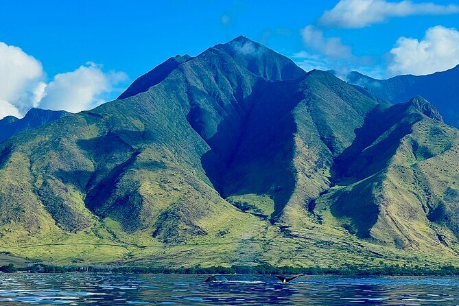 Kayak, Whale Watch, and Snorkel With Optional Photo and Video - Who Will Love This Tour?