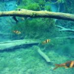 Kayaking in Hidden Freshwater Lagoon, Unseen Krabi Trip - FAQ