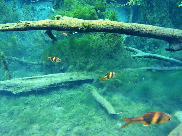 Kayaking in Hidden Freshwater Lagoon, Unseen Krabi Trip - FAQ