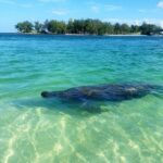 Kayaking with coastal wildlife in Sarasota Bay - Why This Tour Offers True Value