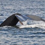 Kayaking with Whales and Wildlife - What the Reviews Say