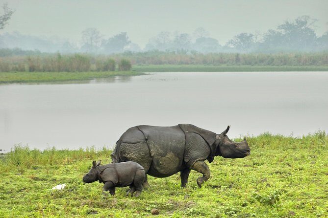 Kaziranga Indian Big Five Wildlife Tour - A Closer Look at the Kaziranga Indian Big Five Wildlife Tour