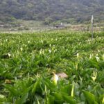 Keelung port pick up day tour ( private group) - Exploring the Full Itinerary: What You’ll Experience