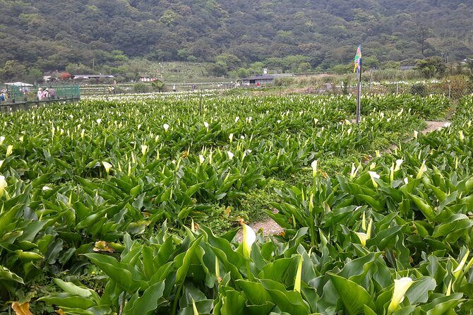 Keelung port pick up day tour ( private group) - Exploring the Full Itinerary: What You’ll Experience