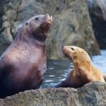 Kenai Fjords National Park Glacier & Wildlife Cruise - Who Will Love This Cruise?