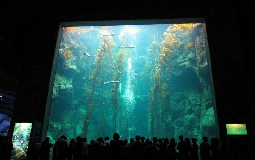 Kenting: National Museum of Marine Biology & Aquarium - Who Should Visit?