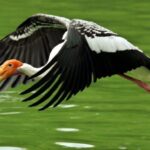 Keoladeo Bird Park Tour with one way transfer Jaipur to Agra - The Sum Up: Is It Worth It?