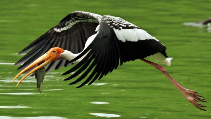 Keoladeo Bird Park Tour with one way transfer Jaipur to Agra - The Sum Up: Is It Worth It?