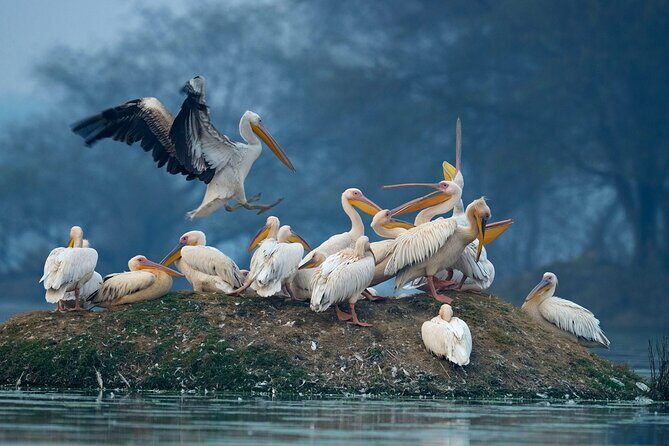 Keoladeo Birds Park Tour From Agra To Jaipur Including Entry - A Deep Dive into the Experience