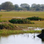 Keoladeo National Park Tickets and Guided Tour - Exploring Keoladeo National Park: What You Can Expect