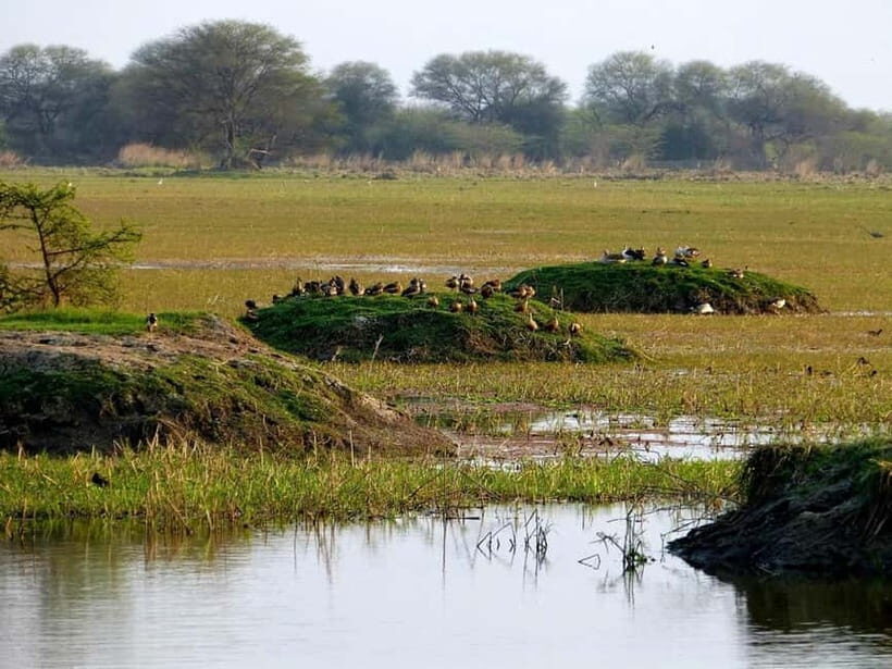 Keoladeo National Park Tickets and Guided Tour - Exploring Keoladeo National Park: What You Can Expect