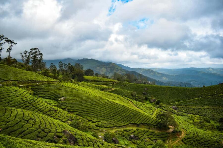 Kerala: Munnar, Thekkady, Alappuzha & Trivandrum 5-Day Trip - What Makes This Tour Stand Out?