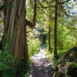 Ketchikan Magical Old-Growth Creek Trek Guided Tour - Authentic Experiences Shared by Travelers