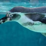 Key West: Morning Snorkeling Breakfast & Drinks, Conch Train - Who Should Book This Tour?