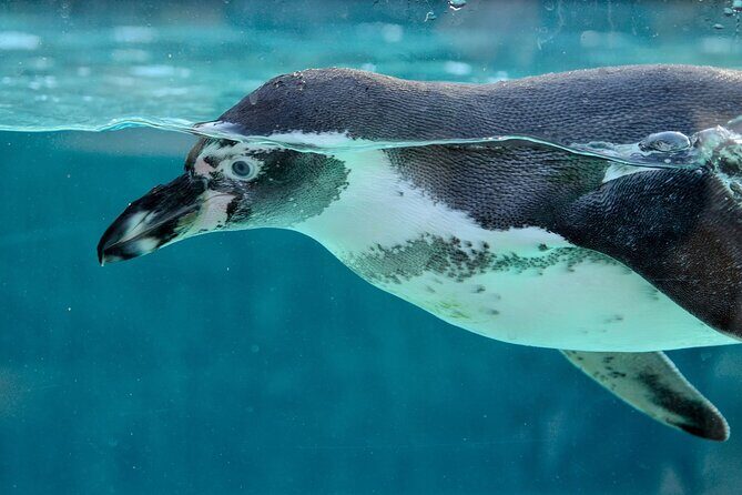 Key West: Morning Snorkeling Breakfast & Drinks, Conch Train - Who Should Book This Tour?