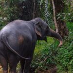 Khao Lak Elephant Sanctuary Full Day Small Group Tour - In-Depth Look at the Khao Lak Elephant Sanctuary Full Day Tour