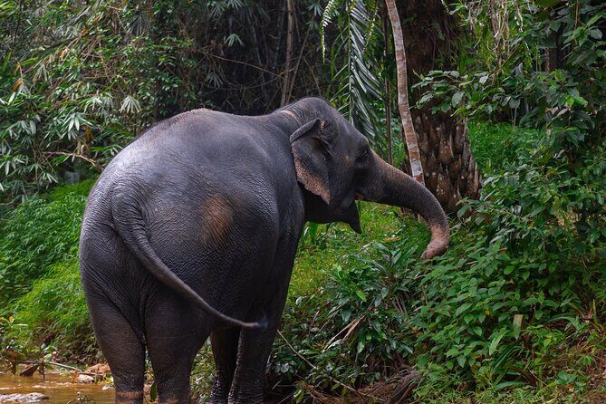 Khao Lak Elephant Sanctuary Full Day Small Group Tour - In-Depth Look at the Khao Lak Elephant Sanctuary Full Day Tour