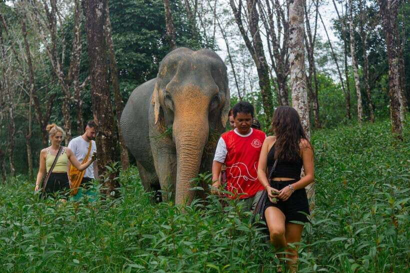 Khao Lak Guided Nature Walk & Elephant Experience - Why This Tour Offers Good Value