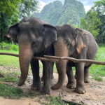 Khao Sok: Ethical Elephant Experience & Nature Walk - Practical Tips for Making the Most of This Tour