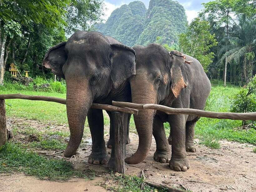 Khao Sok: Ethical Elephant Experience & Nature Walk - Practical Tips for Making the Most of This Tour