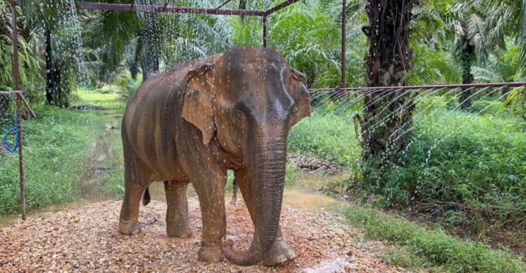 Khao Sok: Ethical Elephant Sanctuary Visit - Who Will Love This Tour?