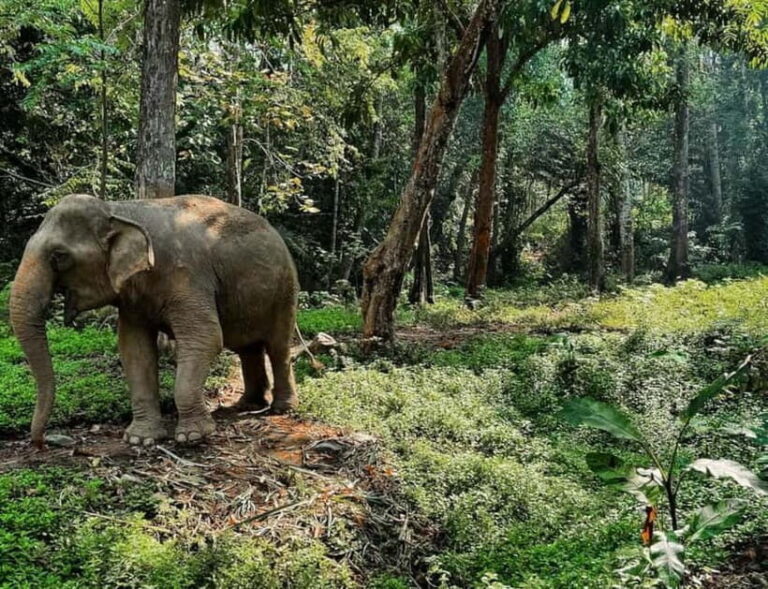 Khao Sok: Private Ethical Elephant Sanctuary Adventure - The Itinerary & Highlights