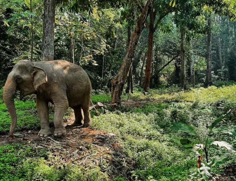 Khao Sok: Private Ethical Elephant Sanctuary Adventure - The Itinerary & Highlights