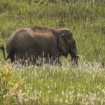 Khao Yai National Park Full-Day Tour From Bangkok - Who Will Love This Tour?
