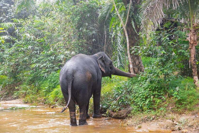Khaolak: Elephant Sanctuary Guided Tour with Hotel Transfers - FAQ: Practical Questions Answered