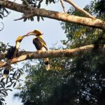 Khaosok Jungle Exploration from Khaolak - Frequently Asked Questions