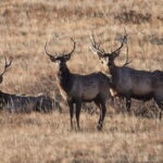 Khustai National park day tour-Wild horses - FAQ