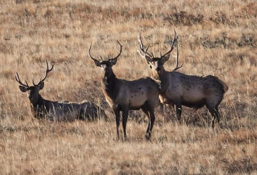 Khustai National park day tour-Wild horses - FAQ