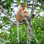 Kinabatangan River Cruise from Sandakan - Real Traveler Insights