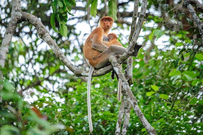 Kinabatangan River Cruise from Sandakan - Real Traveler Insights
